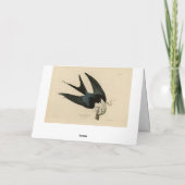 Schwalbenschwanzfalken - Audubons Vögel in Amerika Karte (Rückseite)