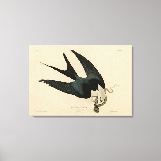 Schwalbenschwanzfalken - Audubons Vögel in Amerika Leinwanddruck (Vorderseite)