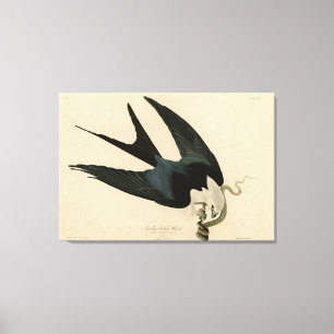 Schwalbenschwanzfalken - Audubons Vögel in Amerika Leinwanddruck