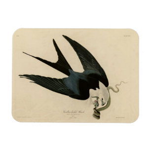 Schwalbenschwanzfalken - Audubons Vögel in Amerika Magnet