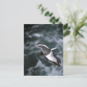 Schwalbenschwanzmöwe im Flug Postkarte (Stehend Vorderseite)