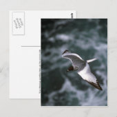 Schwalbenschwanzmöwe im Flug Postkarte (Vorne/Hinten)