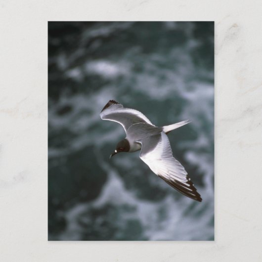 Schwalbenschwanzmöwe im Flug Postkarte (Vorderseite)