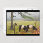 Schwallkühe im Anbau in Rockport Maine Postkarte (Vorne/Hinten)