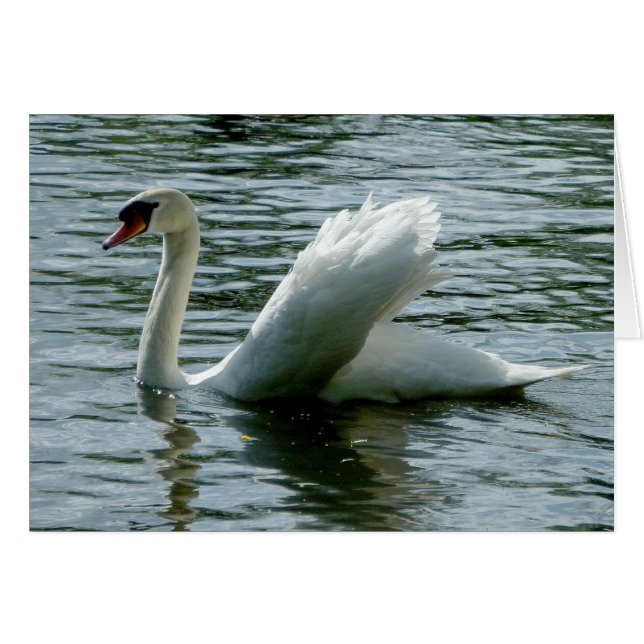 Schwan (Vorderseite (Horizontal))