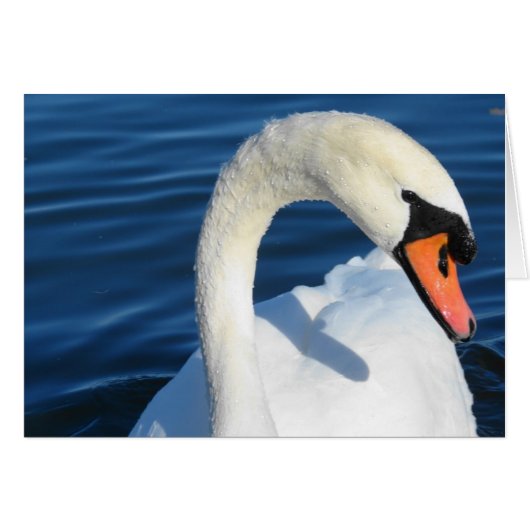 Schwan (Vorderseite (Horizontal))