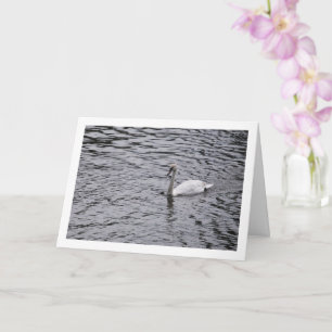 Schwan am See Portrait Karte