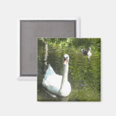 Schwan am Teich Magnet (Vorderseite/Rückseite)