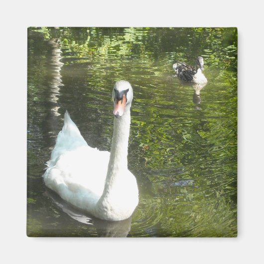 Schwan am Teich Magnet (Vorne)