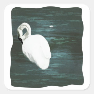 Schwan am Teich Quadratischer Aufkleber