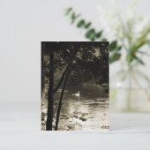Schwan auf dem Fluss - vertikal Postkarte (Stehend Vorderseite)
