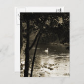 Schwan auf dem Fluss - vertikal Postkarte (Vorne/Hinten)