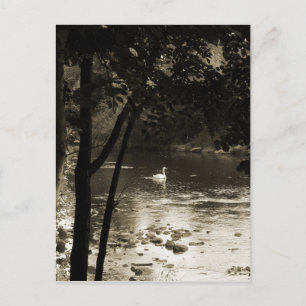 Schwan auf dem Fluss - vertikal Postkarte