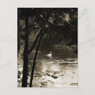 Schwan auf dem Fluss - vertikal Postkarte