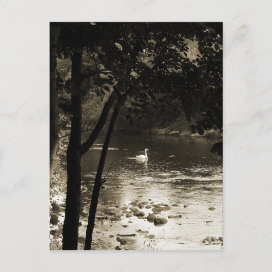 Schwan auf dem Fluss - vertikal Postkarte (Vorderseite)
