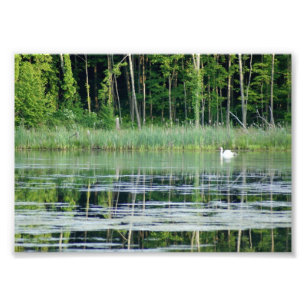 Schwan auf reflektierendem photographischem Druck