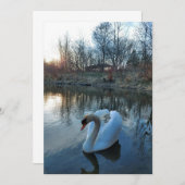 Schwan bei Sonnenuntergang auf dem See (Vorne/Hinten)