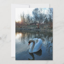 Schwan bei Sonnenuntergang auf dem See