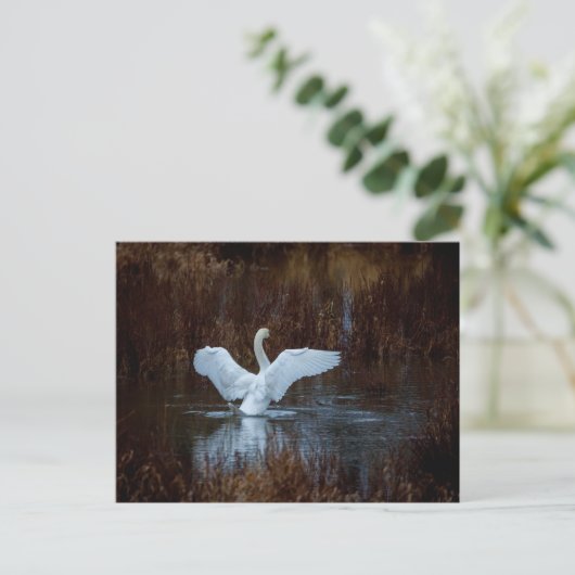 Schwan beim morgendlichen Bad  Postkarte (Stehend Vorderseite)