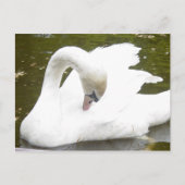 Schwan des Sees Postkarte (Vorderseite)