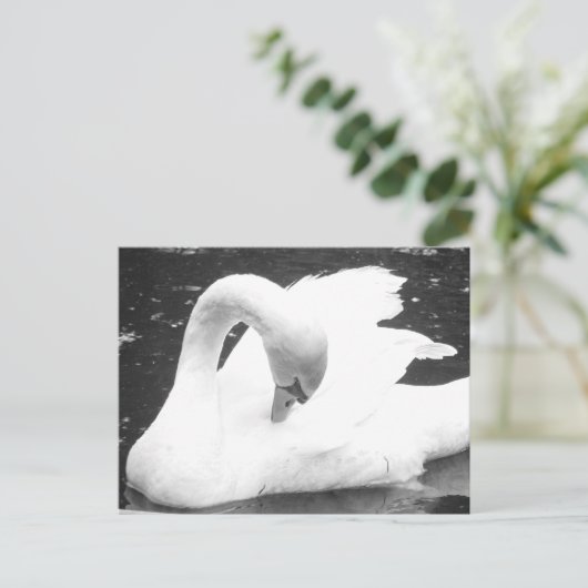 Schwan des Sees - Schwarz und Weiß Postkarte (Stehend Vorderseite)
