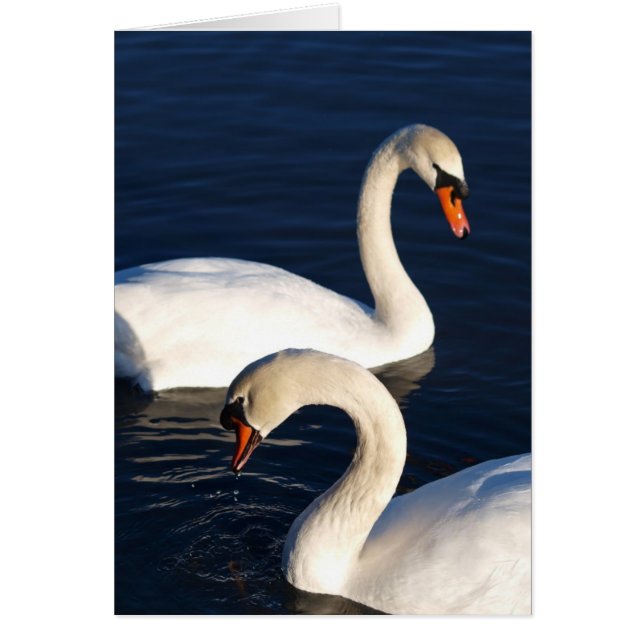 Schwan-Duo (Vorne)