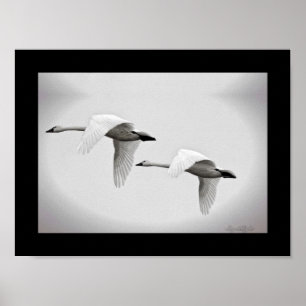 Schwan-Duo Poster