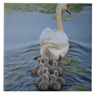 Schwan Fliese