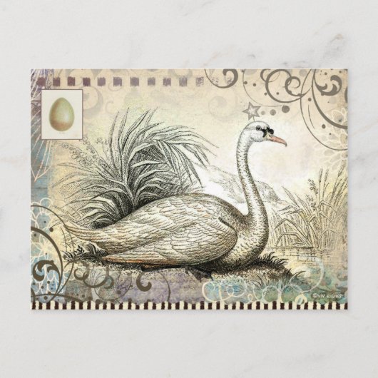 Schwan Grafik Postkarte (Vorderseite)