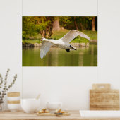 Schwan im Flug Poster (Küche)