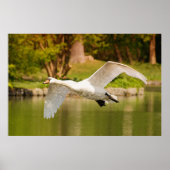 Schwan im Flug Poster (Vorne)