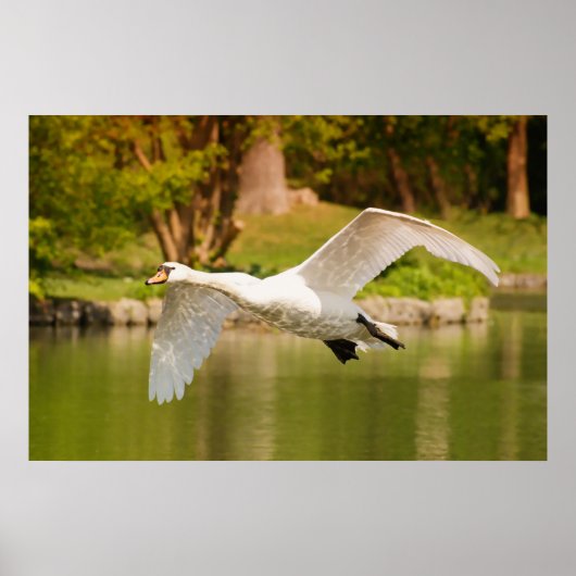 Schwan im Flug Poster (Vorne)