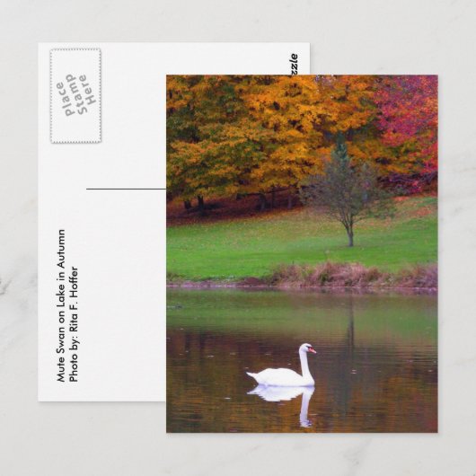 Schwan im Herbst Postkarte (Vorne/Hinten)