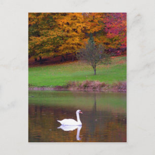 Schwan im Herbst Postkarte