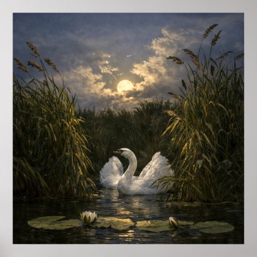 Schwan im Mondlicht Poster (Vorne)