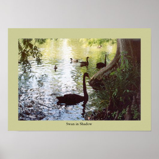 Schwan im Schatten Poster (Vorne)