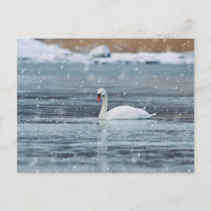 Schwan im schneebedeckten Winter postkarte