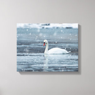 Schwan in den schneienden Winterbedingungen Leinwanddruck