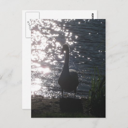 Schwan in der Abend-LED Postkarte (Vorne/Hinten)