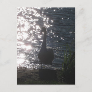 Schwan in der Abend-LED Postkarte