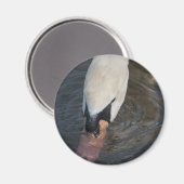 Schwan Magnet (Vorderseite/Rückseite)