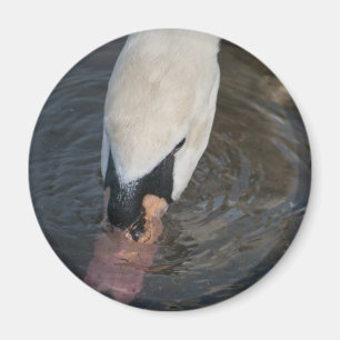 Schwan Magnet