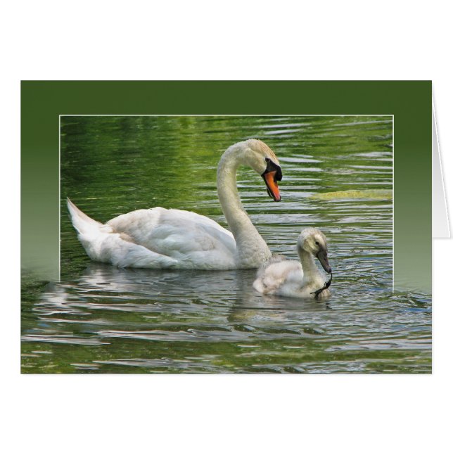 Schwan mit Cygnet in Teich (Vorderseite (Horizontal))