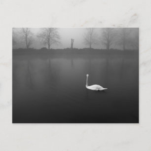 Schwan, nebeliger Morgen Postkarte