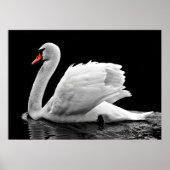 Schwan Poster (Vorne)