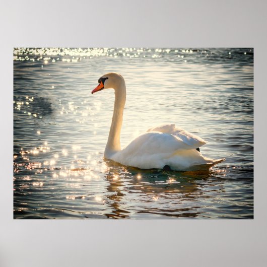 Schwan Poster (Vorne)