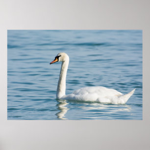 Schwan Poster