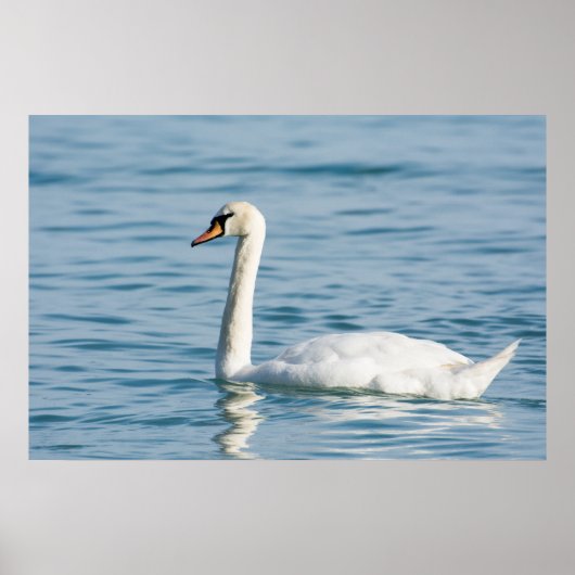 Schwan Poster (Vorne)
