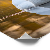 Schwan Poster (Ecke)