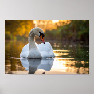 Schwan Poster